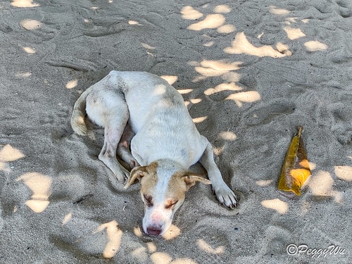 【菲律賓|巴拉望】20240211:愛妮島溜索-Palawa IMG_2700