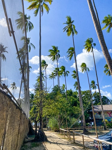 【菲律賓|巴拉望】20240211:愛妮島三大沙灘之一 - IMG_2739