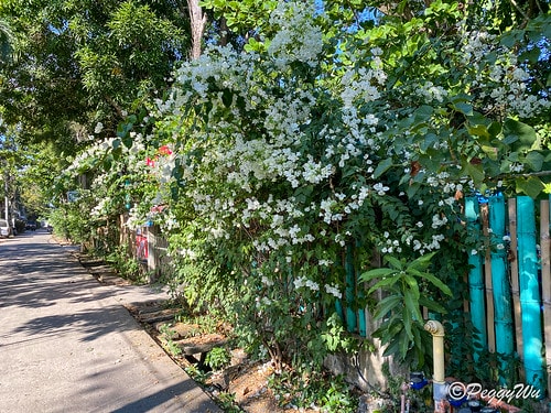 【菲律賓|巴拉望】20240212:又是舟車勞頓的一天,移動 IMG_2991