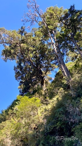 【台東|南橫公路】20231125重機小旅行:南橫公路兩天一 IMG_9290