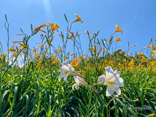 【台東|知本】20240518 台東知本天山農場:5月的金針 IMG_5585