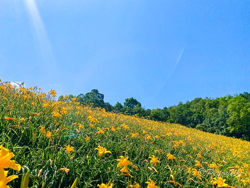【台東|知本】20240518 台東知本天山農場:5月的金針 IMG_5580