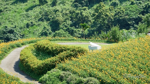【台東|知本】20240518 台東知本天山農場:5月的金針 DSC03911