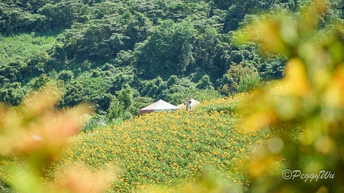 【台東|知本】20240518 台東知本天山農場:5月的金針 DSC03907