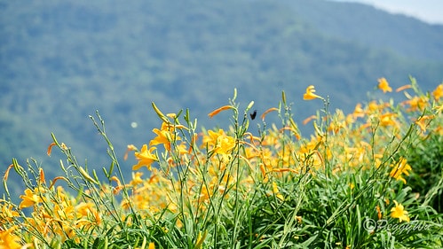 【台東|知本】20240518 台東知本天山農場:5月的金針 DSC03884
