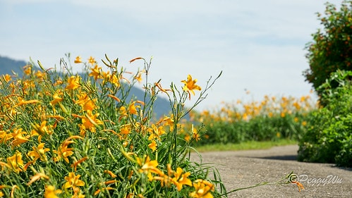 【台東|知本】20240518 台東知本天山農場:5月的金針 DSC03880