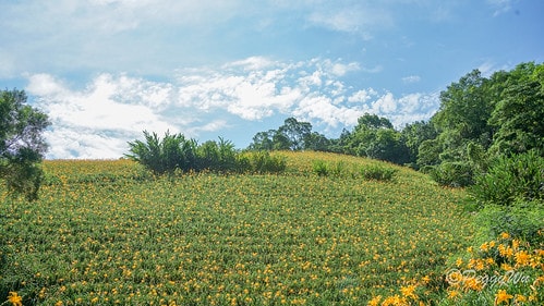 【台東|知本】20240518 台東知本天山農場:5月的金針 DSC03867