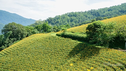 【台東|知本】20240518 台東知本天山農場:5月的金針 DSC03861