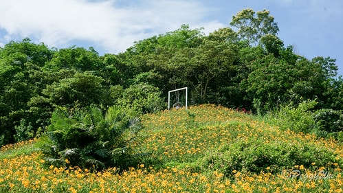 【台東|知本】20240518 台東知本天山農場:5月的金針 DSC03852