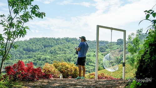 【台東|知本】20240518 台東知本天山農場:5月的金針 DSC03903