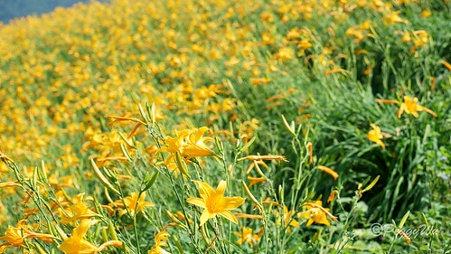 【台東|知本】20240518 台東知本天山農場:5月的金針 DSC03878