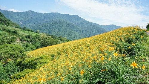 【台東|知本】20240518 台東知本天山農場:5月的金針 DSC03879