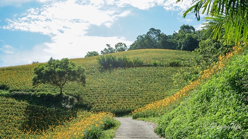 【台東|知本】20240518 台東知本天山農場:5月的金針 DSC03864
