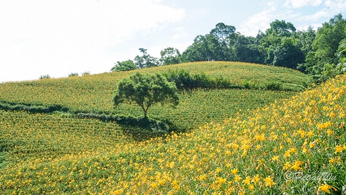 【台東|知本】20240518 台東知本天山農場:5月的金針 DSC03856