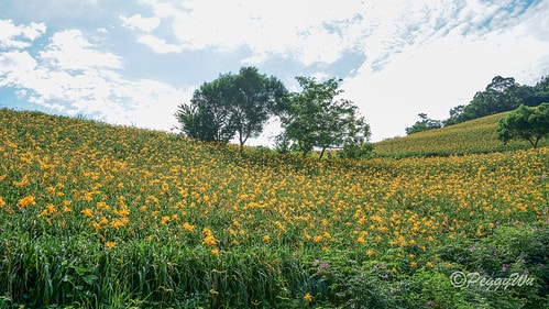 【台東|知本】20240518 台東知本天山農場:5月的金針 DSC03845