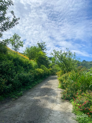 【台東|知本】20240518 台東知本天山農場:5月的金針 IMG_5552