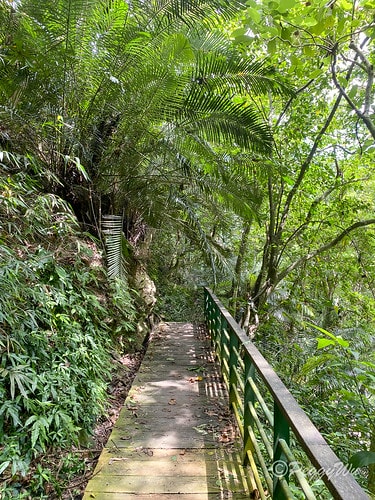 【台東|知本】20240518 順遊白玉瀑布、桑樹溪午餐外加 IMG_5608