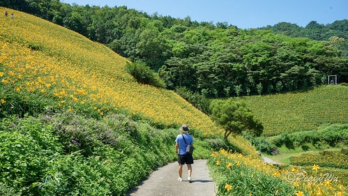 【台東|知本】20240518 台東知本天山農場:5月的金針 DSC03949