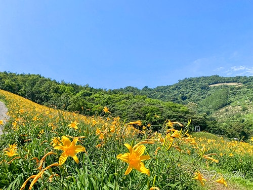 【台東|知本】20240518 台東知本天山農場:5月的金針 IMG_5586