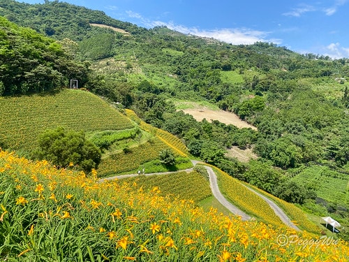 【台東|知本】20240518 台東知本天山農場:5月的金針 IMG_5584