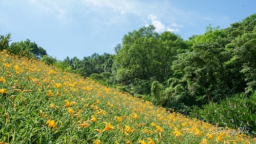 【台東|知本】20240518 台東知本天山農場:5月的金針 DSC03893
