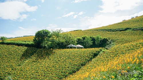 【台東|知本】20240518 台東知本天山農場:5月的金針 DSC03857