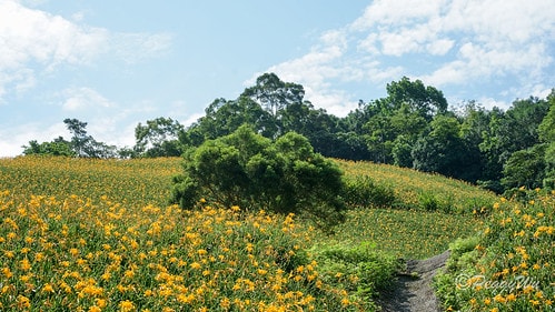 【台東|知本】20240518 台東知本天山農場:5月的金針 DSC03850