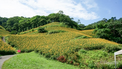 【台東|知本】20240518 台東知本天山農場:5月的金針 DSC03844