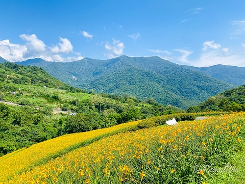 【台東|知本】20240518 台東知本天山農場:5月的金針 IMG_5583(1)