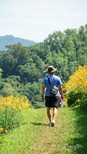【台東|知本】20240518 台東知本天山農場:5月的金針 DSC03924
