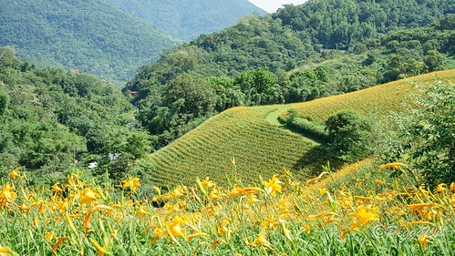 【台東|知本】20240518 台東知本天山農場:5月的金針 DSC03901