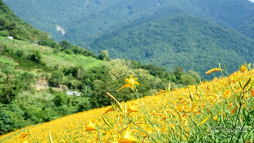【台東|知本】20240518 台東知本天山農場:5月的金針 DSC03881
