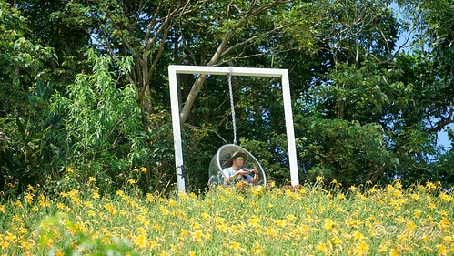 【台東|知本】20240518 台東知本天山農場:5月的金針 DSC03868