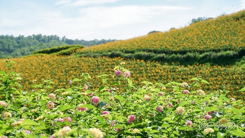 【台東|知本】20240518 台東知本天山農場:5月的金針 DSC03862