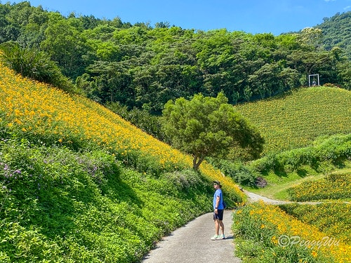 【台東|知本】20240518 台東知本天山農場:5月的金針 IMG_5597