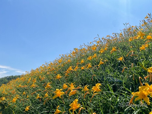 【台東|知本】20240518 台東知本天山農場:5月的金針 IMG_5582