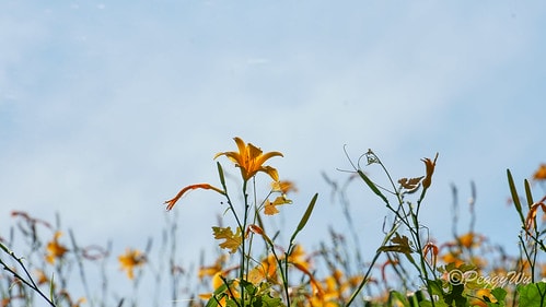 【台東|知本】20240518 台東知本天山農場:5月的金針 DSC03891