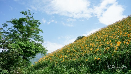 【台東|知本】20240518 台東知本天山農場:5月的金針 DSC03847