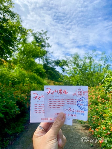 【台東|知本】20240518 台東知本天山農場:5月的金針 IMG_5553(1)