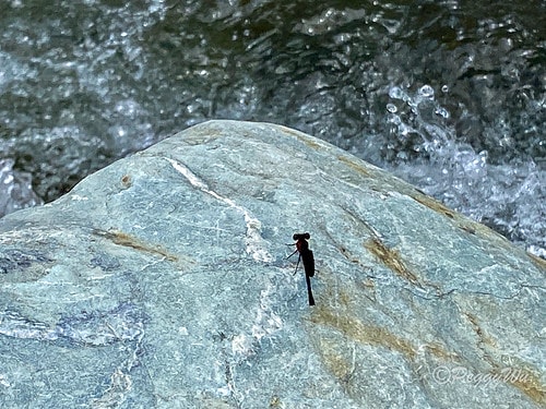 【台東|知本】20240518 順遊白玉瀑布、桑樹溪午餐外加 IMG_5635