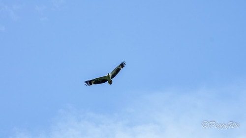 【馬來西亞|蘭卡威】20231230 跨年旅行:探索蘭卡威基 DSC02251