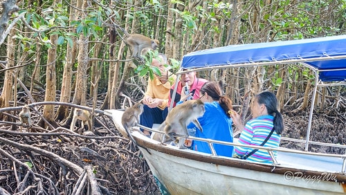 【馬來西亞|蘭卡威】20231230 跨年旅行:探索蘭卡威基 DSC02230