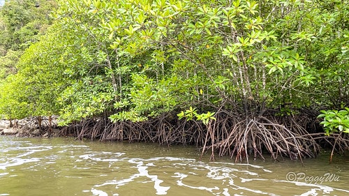 【馬來西亞|蘭卡威】20231230 跨年旅行:探索蘭卡威基 IMG_0231