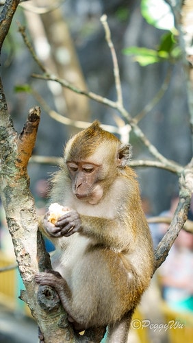 【馬來西亞|蘭卡威】20231230 跨年旅行:探索蘭卡威基 DSC02186