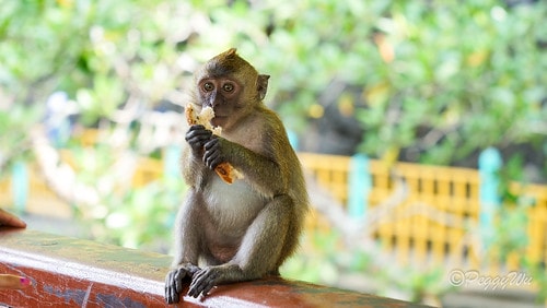 【馬來西亞|蘭卡威】20231230 跨年旅行:探索蘭卡威基 DSC02174