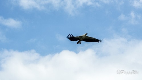 【馬來西亞|蘭卡威】20231230 跨年旅行:探索蘭卡威基 DSC02258