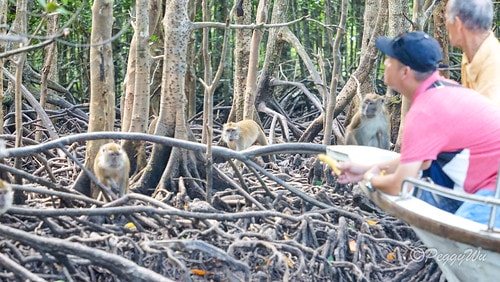 【馬來西亞|蘭卡威】20231230 跨年旅行:探索蘭卡威基 DSC02229