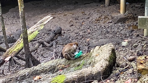 【馬來西亞|蘭卡威】20231230 跨年旅行:探索蘭卡威基 IMG_0176