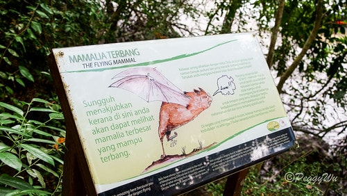 【馬來西亞|蘭卡威】20231230 跨年旅行:探索蘭卡威基 DSC02178