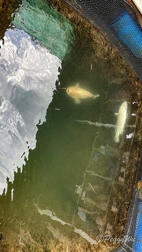 【馬來西亞|蘭卡威】20231230 跨年旅行:探索蘭卡威基 IMG_0209